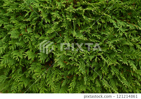 Thuja tree leaves texture, background green branches. Floral pattern 121214861