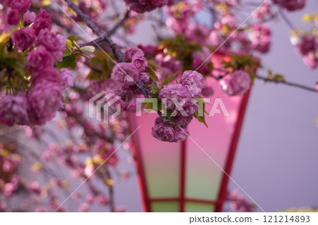 Pink-flowered cherry blossoms Pink-flowered cherry blossoms 121214893