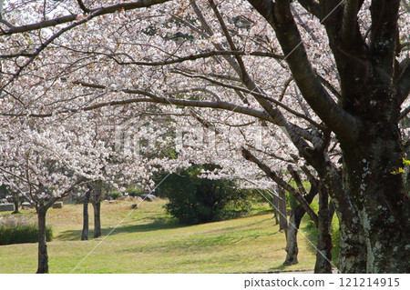 名古屋市和平公園櫻花 名古屋市和平公園櫻花 121214915