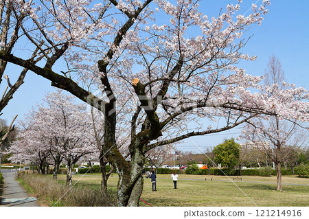 名古屋市和平公園櫻花 121214916