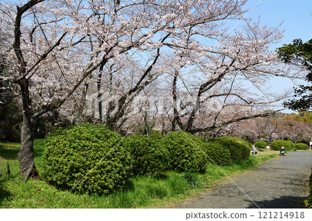 Nagoya City Peace Park Cherry Blossoms 121214918