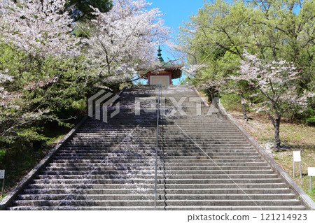 名古屋市和平公園櫻花 名古屋市和平公園櫻花 121214923