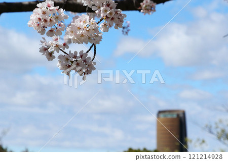 名古屋市和平公園櫻花 名古屋市和平公園櫻花 121214928
