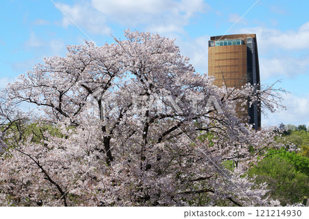 名古屋市和平公園櫻花 名古屋市和平公園櫻花 121214930