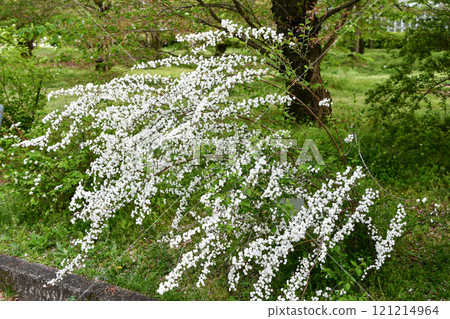 Yukiyanagi 121214964