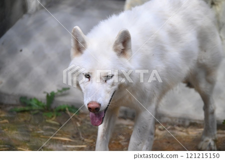 動物園裡的辛林狼 121215150