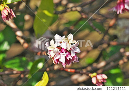 Daphnia flower (spring, March) 121215211