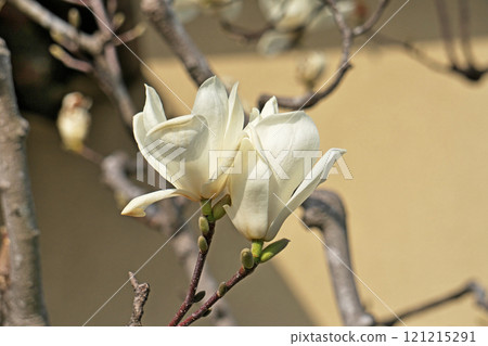 White magnolia flowers (spring, March) 121215291