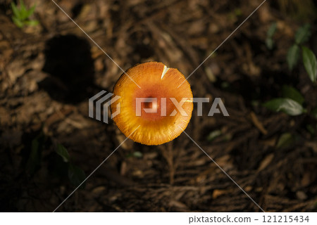 Egg mushrooms growing in the forest 121215434