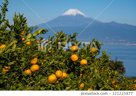 [靜岡縣] 從伊豆的橘子田看到白雪覆蓋的富士山 121215977