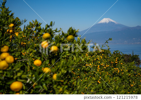 [靜岡縣] 從伊豆的橘子田看到白雪覆蓋的富士山 121215978