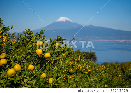 [靜岡縣] 從伊豆的橘子田看到白雪覆蓋的富士山 121215979