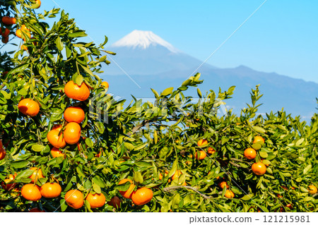 [Shizuoka Prefecture] Snow-capped Mount Fuji as seen from the mandarin orange fields of Izu 121215981