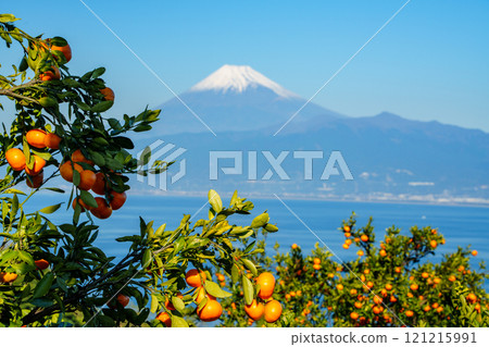 [Shizuoka Prefecture] Snow-capped Mount Fuji as seen from the mandarin orange fields of Izu 121215991