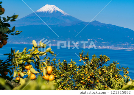 [Shizuoka Prefecture] Snow-capped Mount Fuji as seen from the mandarin orange fields of Izu 121215992