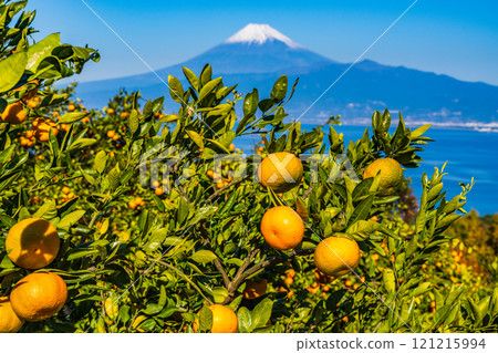 [靜岡縣] 從伊豆的橘子田看到白雪覆蓋的富士山 121215994