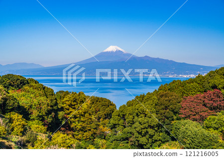 [靜岡縣] 從伊豆的橘子田看到白雪覆蓋的富士山 121216005