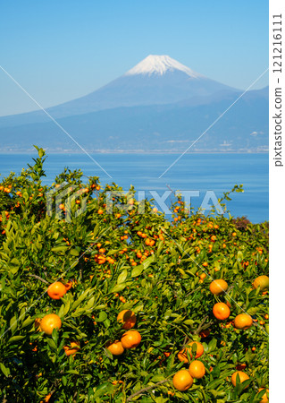 [Shizuoka Prefecture] Snow-capped Mount Fuji as seen from the mandarin orange fields of Izu 121216111