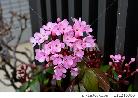 可愛的粉紅花朵【Luculia（阿薩姆櫻桃）】 121216390