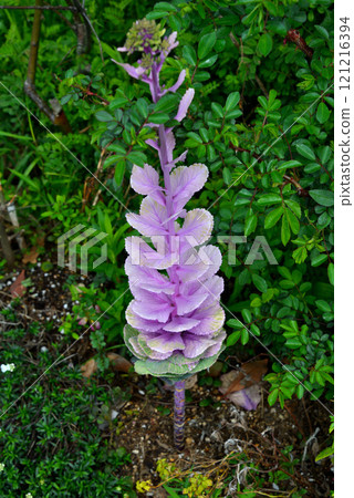 哈博坦？ 121216394