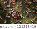 Fallen Autumn Leaves on Moss 121216419