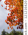 Autumn Leaves in Soft Light 121216420