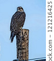 Hawk Perched on Wooden Pole 121216425
