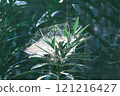 Spider Web on Leafy Plant 121216427