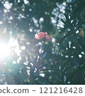 Flower in Soft Sunlight 121216428