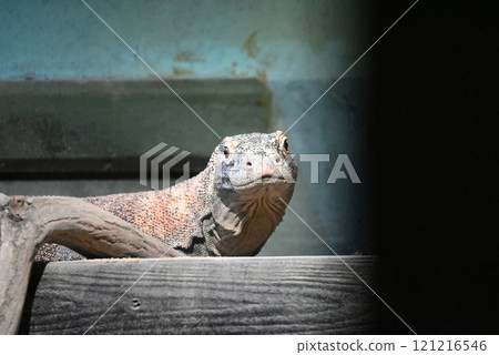 動物園展出的科莫多龍 121216546