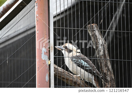 動物園裡的翠鳥 121216547