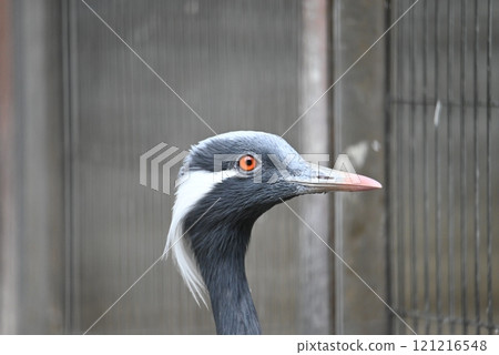 動物園裡的丹頂鶴 121216548