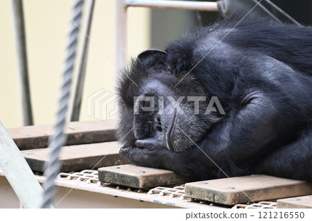 在動物園的黑猩猩 在動物園的黑猩猩 121216550