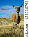 Deer in Open Field 121216762