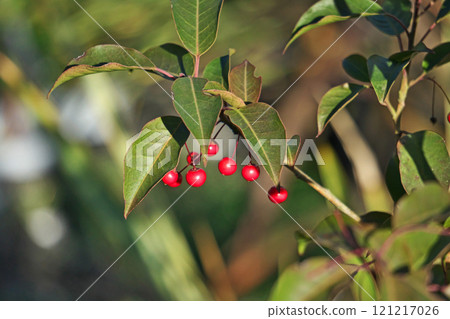 Red Japanese holly fruit (winter, December) Red Japanese holly fruit (winter, December) 121217026