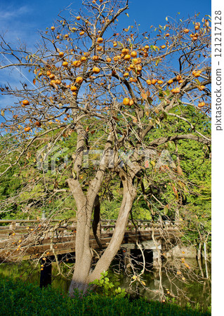 深秋的國寶松江城護城河邊，一棵結滿果實的柿子樹 121217128