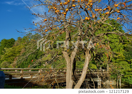 Persimmon trees bearing fruit along the moat of Matsue Castle, a national treasure, in late autumn Persimmon trees bearing fruit along the moat of Matsue Castle, a national treasure, in late autumn 121217129