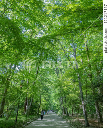 下鴨神社的新鮮綠色參道 121217137