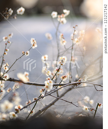 White plum of Kyoto garden White plum of Kyoto garden 121217142