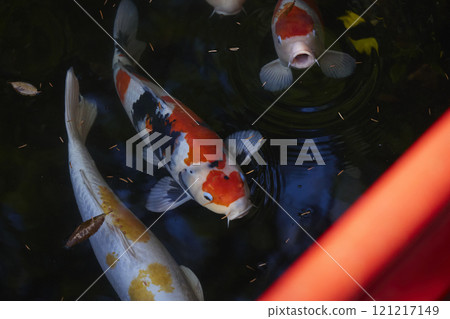 Carp kept in the temple pond Carp kept in the temple pond 121217149