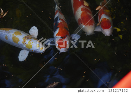 寺廟池塘裡養的鯉魚 121217152