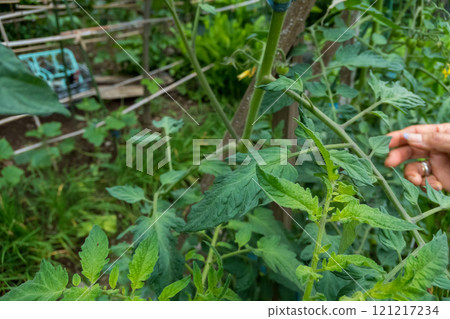 摘下番茄的側芽 121217234