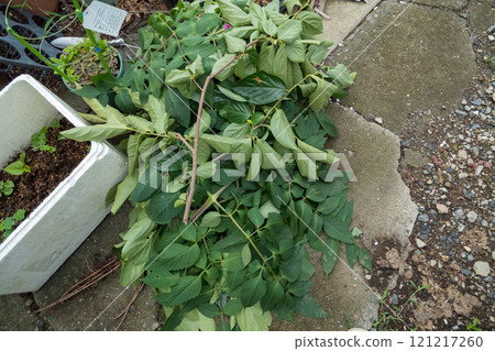 Cut garden tree branches Cut garden tree branches 121217260