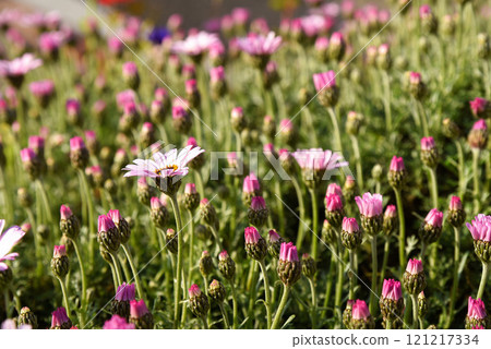 杜鵑花預示著春天的到來 杜鵑花預示著春天的到來 121217334