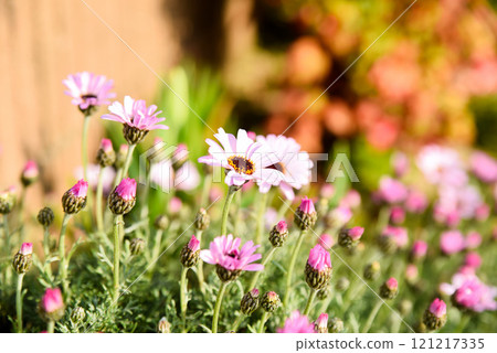 美麗綻放的羅丹菊 121217335