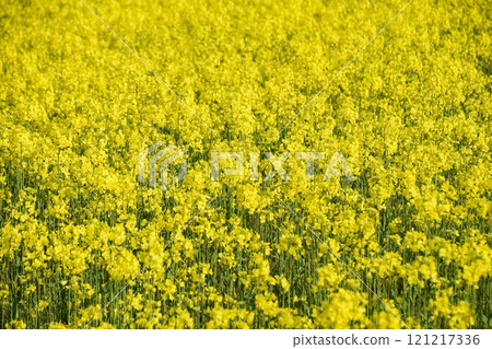 油菜田遍布各處 油菜田遍布各處 121217336