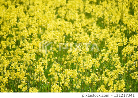 Rape blossoms that herald the arrival of spring 121217341