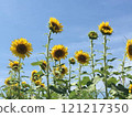 Sunflowers growing in the blue sky 121217350