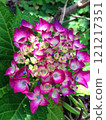 Beautiful pink hydrangea 121217351