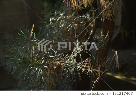 Pine Leaves Nature Walk 121217407